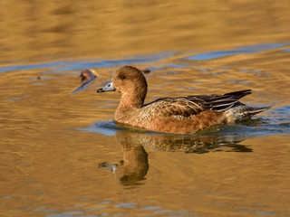 The adult female Eurasian wigeon floating on water in brown and orange reflection