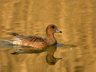 The adult female Eurasian wigeon floating on water in brown and orange reflection