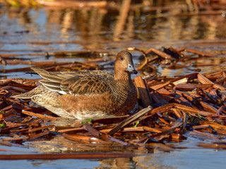 The adult female Eurasian wigeon floating on water in brown and orange reflection