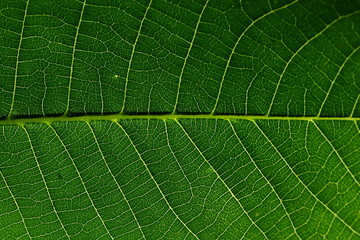 Leaf Texture