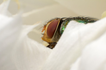 Macro shooting of Blow fly (Bluebottle) insect sitting on flower