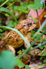Fowler's Toad