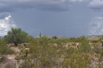 Obraz premium Arizona monsoon season