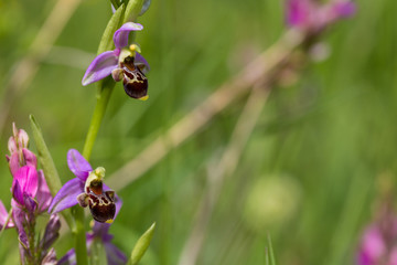 Hari bulbul plant of the Orchid family. Wild plant in habitat in the mountains of the Caucasus, Azerbaijan.