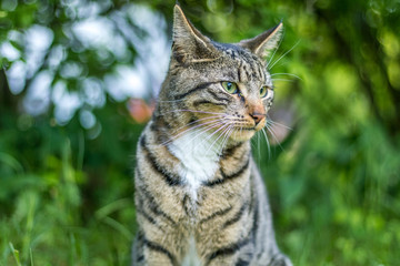 Naklejka na ściany i meble Green-eyed playful young Mackerel Tabby Cat in lush grass at dusk