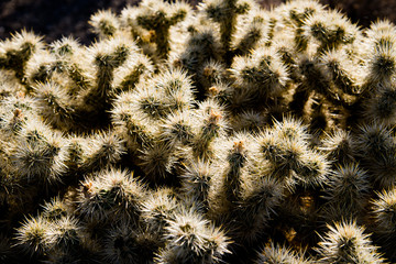 A close up of a Cholla cactus in Joshua Tree National Park.