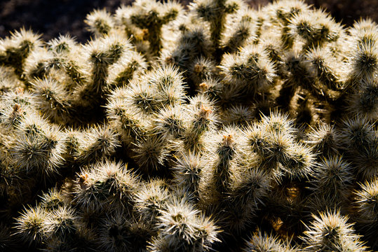 A close up of a Cholla cactus in Joshua Tree National Park.