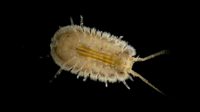 water multiped Jaera under the microscope, representative of the order of isopod crayfish, class Crustacea crustaceans, such as the Arthropod, inhabit the bottom of water bodies, being a zoobenthos