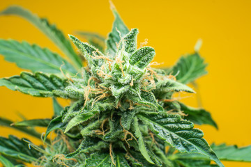 Macro trichomes cannabis. Marijuana bud close up. Indica flower. CBD THC in Pot. Fresh green weed...