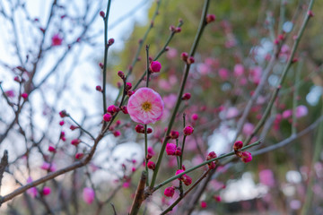 Sakura blossom tree flower macro shot in China, Suzhou park