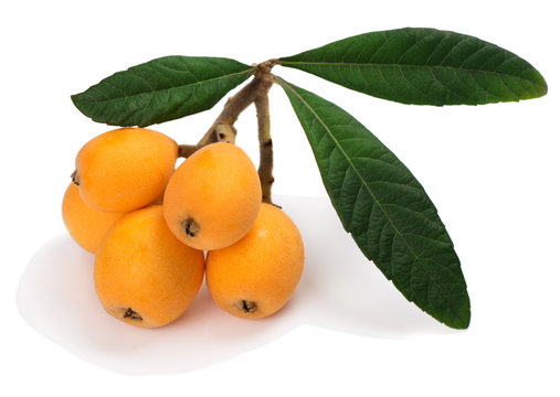 The Loquat With Leaf