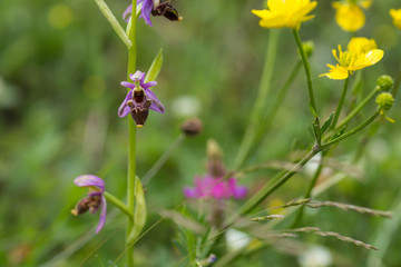 Hari bulbul plant of the Orchid family. Wild plant in habitat in the mountains of the Caucasus, Azerbaijan.