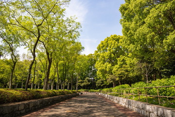 Fototapeta na wymiar Green trees and path in the park ,Shikoku,Japan