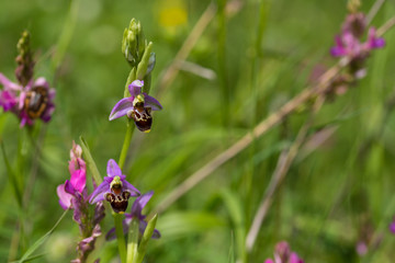 Hari bulbul plant of the Orchid family. Wild plant in habitat in the mountains of the Caucasus, Azerbaijan.