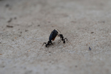 Worker