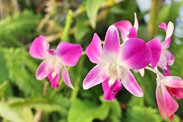 pink orchid flower in tropical