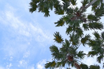Palm tree in the sky