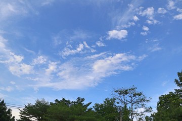 Obraz premium Palm tree in the sky