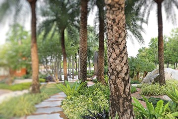 Palm trees in the park pathway