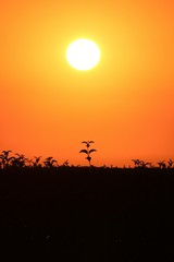 Fototapeta na wymiar Growing Sunset