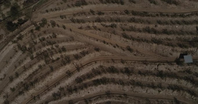 Aerial view  of fields of cherry blossom  in Barcelona. Sant Climent de Llobregat. Spain. 4k Drone Video