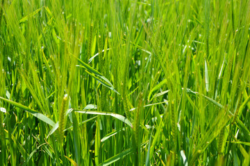 Cultivo de trigo, agricultura