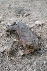 A dried frog on the street