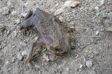 A dried frog on the street