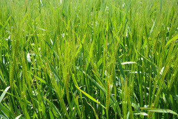 Cultivo de trigo, agricultura