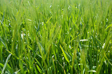 Obraz premium Cultivo de trigo, agricultura