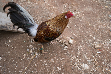 A chicken bird in Philippines