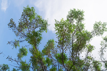 Fototapeta premium A tree and the sky