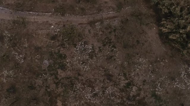 Aerial view  of fields of cherry blossom  in Barcelona. Sant Climent de Llobregat. Spain. 4k Drone Video