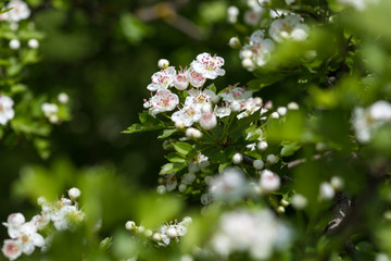 Hawthorn flowers. The close-up of white hawthorn flowers