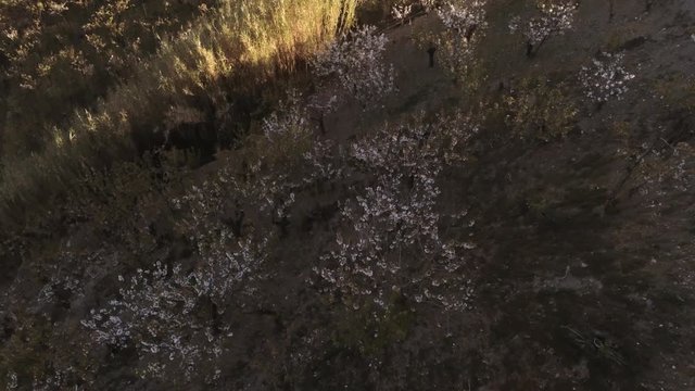 Aerial view  of fields of cherry blossom  in Barcelona. Sant Climent de Llobregat. Spain. 4k Drone Video