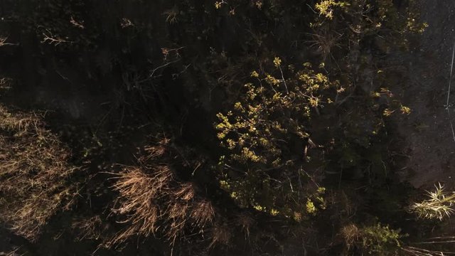Aerial view  of fields of cherry blossom  in Barcelona. Sant Climent de Llobregat. Spain. 4k Drone Video