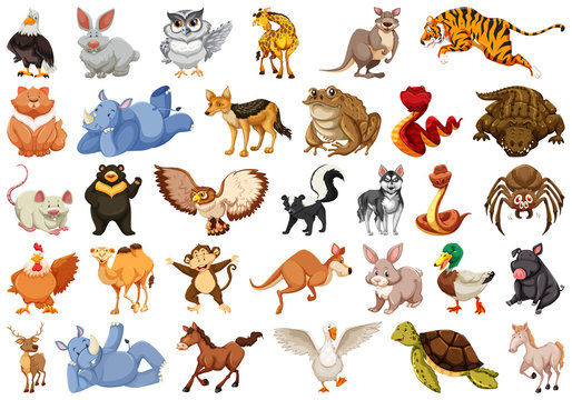 Set of different animals