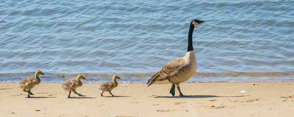 Proud Mama