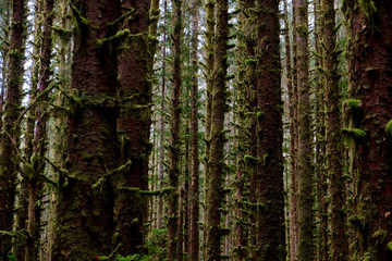 Hoh Trees