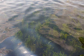 The transparent river in the clear weather park can see the underwater grass