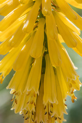 Yellow Foxglove Flowers