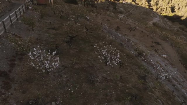 Aerial view  of fields of cherry blossom  in Barcelona. Sant Climent de Llobregat. Spain. 4k Drone Video