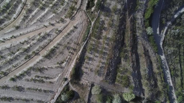 Aerial view  of fields of cherry blossom  in Barcelona. Sant Climent de Llobregat. Spain. 4k Drone Video