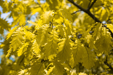 Oak leafs. Spring oak leafs in bright sunlight