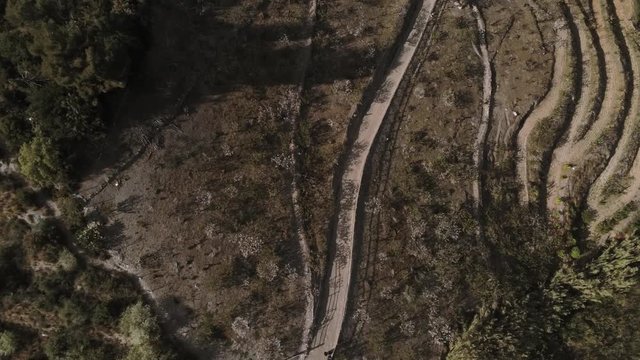 Aerial view  of fields of cherry blossom  in Barcelona. Sant Climent de Llobregat. Spain. 4k Drone Video