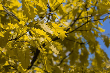 Oak leafs. Spring oak leafs in bright sunlight