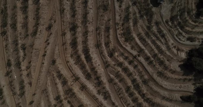 Aerial view  of fields of cherry blossom  in Barcelona. Sant Climent de Llobregat. Spain. 4k Drone Video