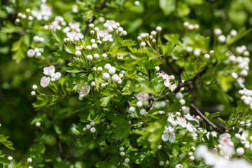 Hawthorn flowers. The close-up of white hawthorn flowers
