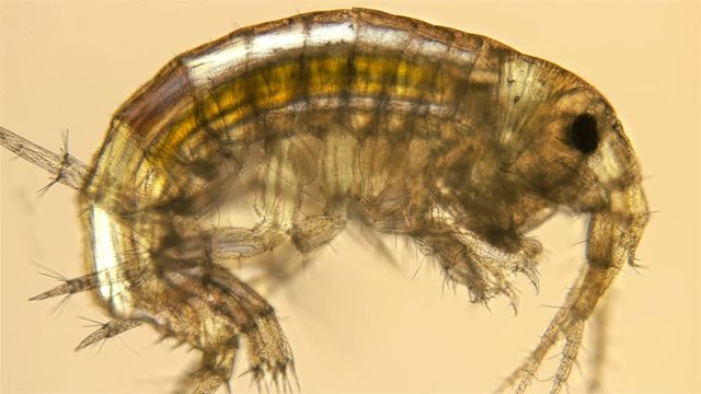 crustacean Gammarus under the microscope, Amphipoda crustaceans, distributed in the benthos of the seas and freshwaters of the whole world, is food for fish