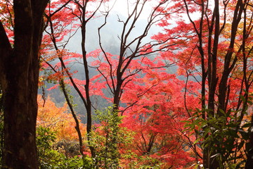 観音山の紅葉